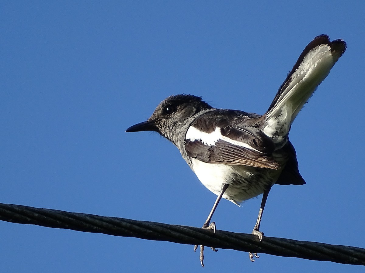 Oriental Magpie-Robin - ML620821023