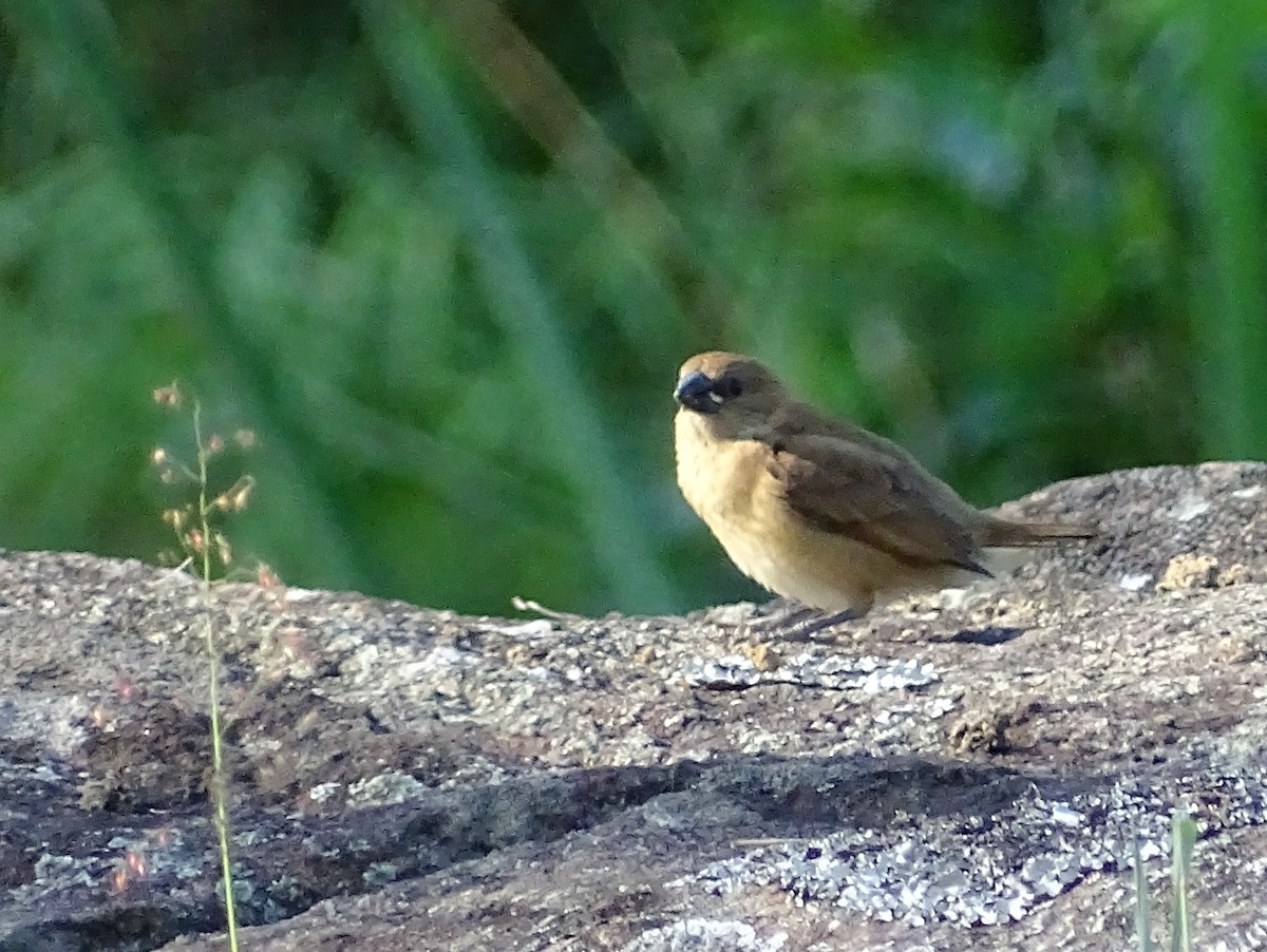 Scaly-breasted Munia - ML620821026