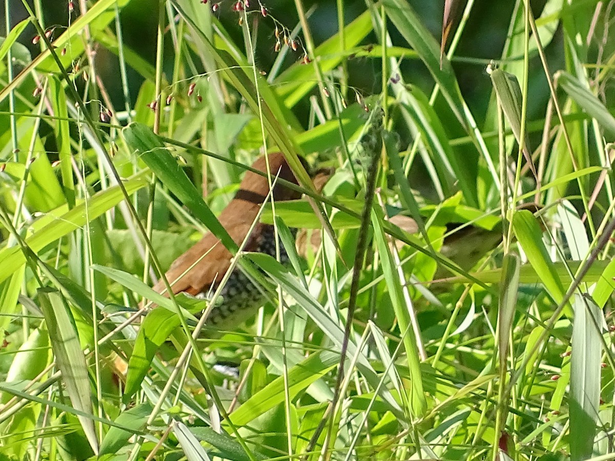 Scaly-breasted Munia - ML620821028