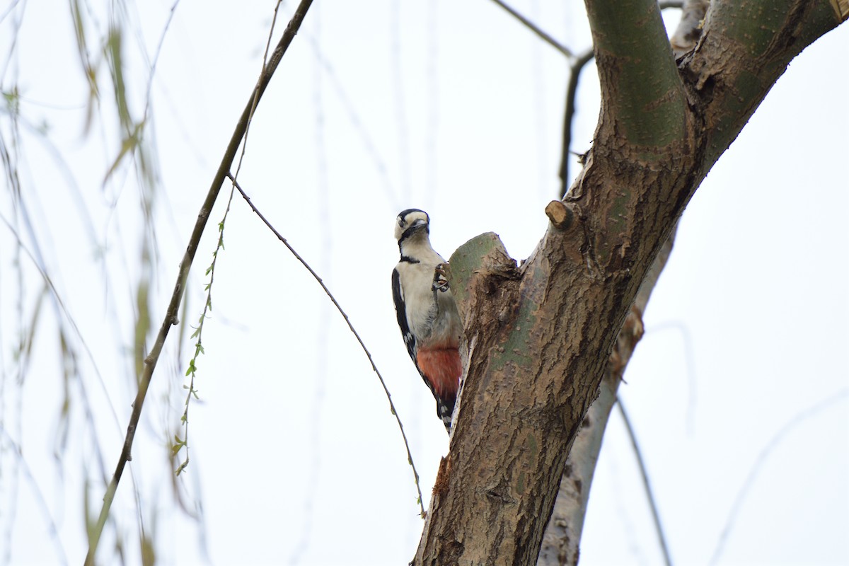 Great Spotted Woodpecker - ML620821032