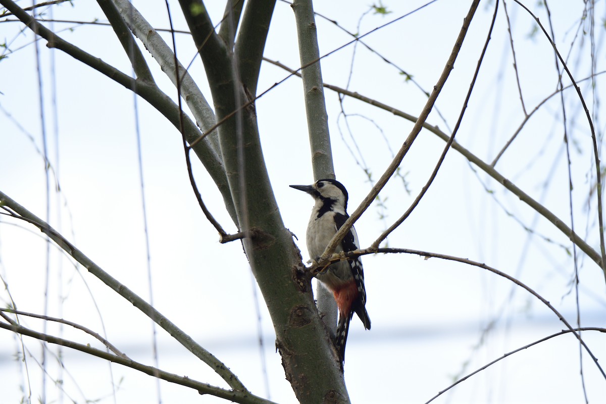 Great Spotted Woodpecker - ML620821033