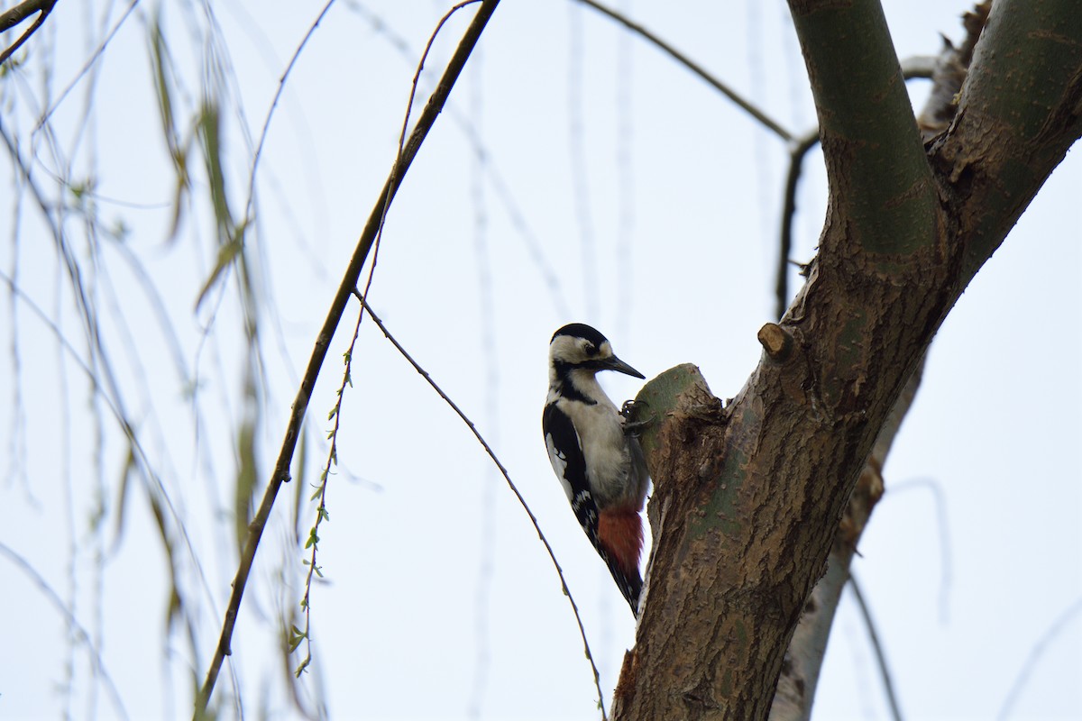 Great Spotted Woodpecker - ML620821034