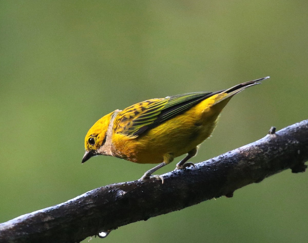 Silver-throated Tanager - ML620821037