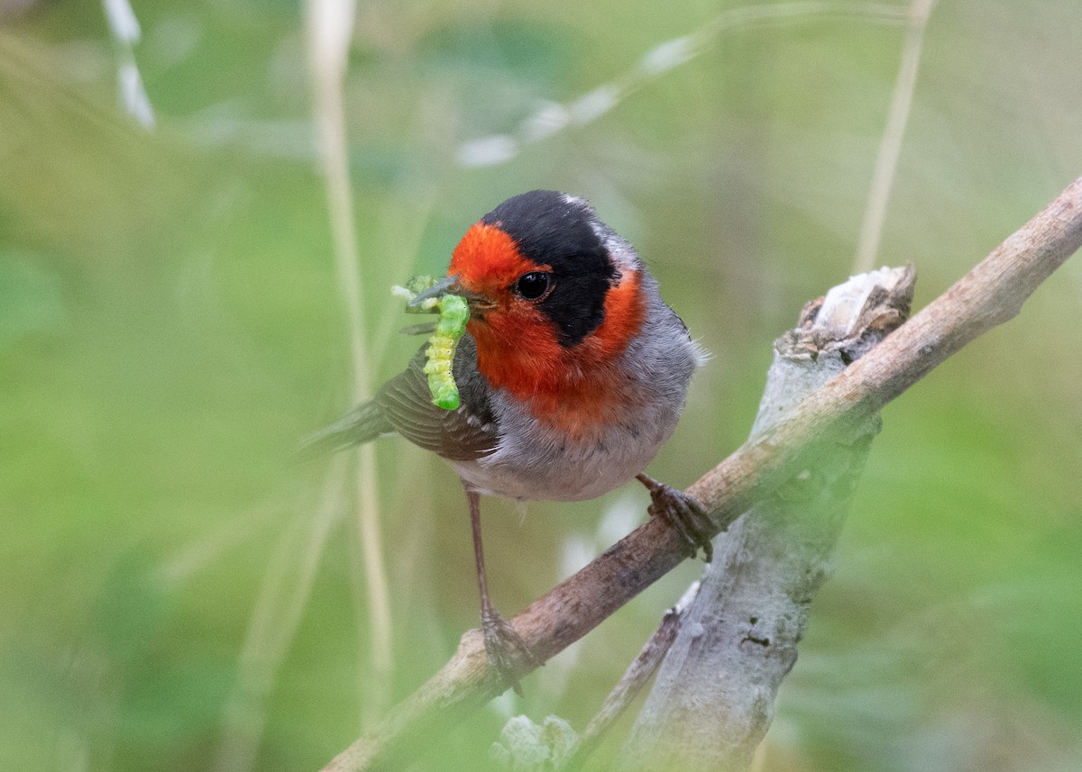 Paruline à face rouge - ML620821044