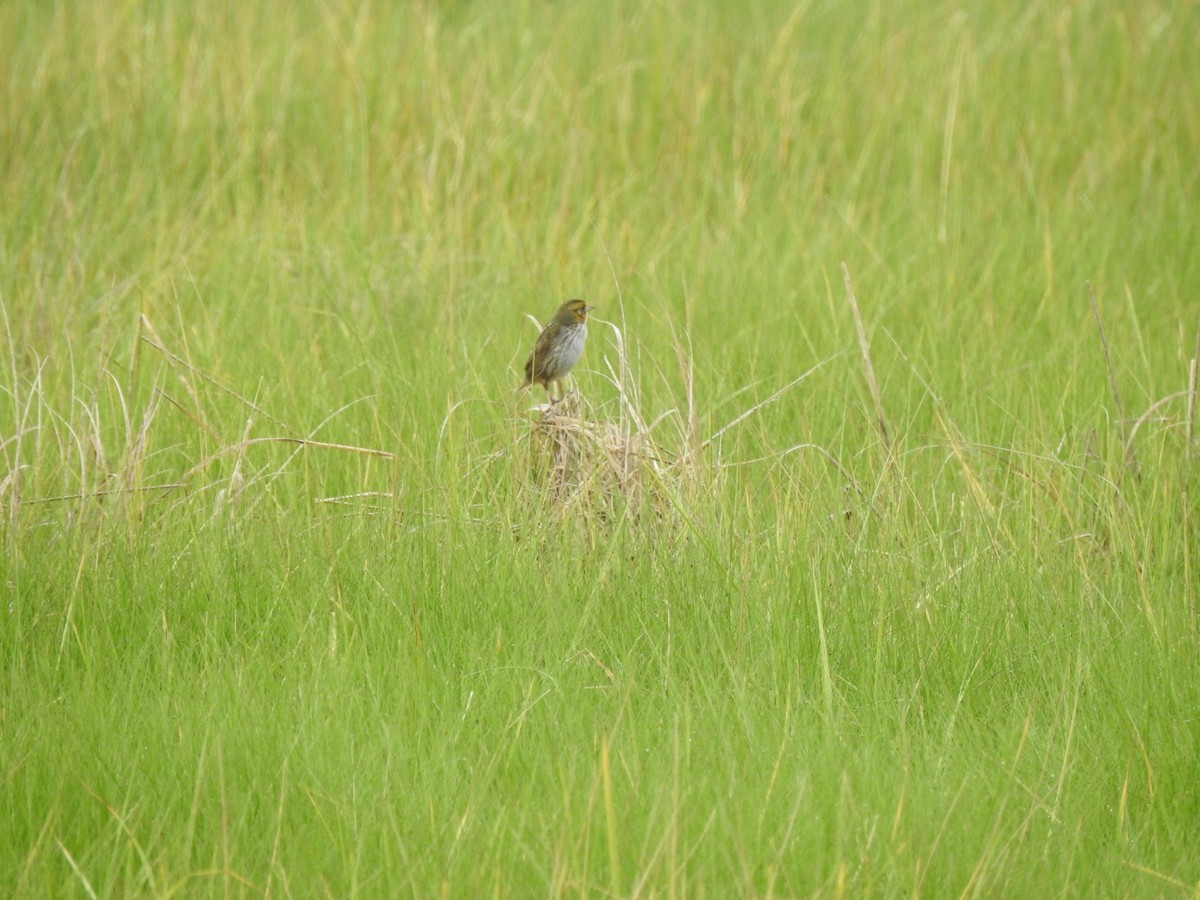 Saltmarsh Sparrow - ML620821061