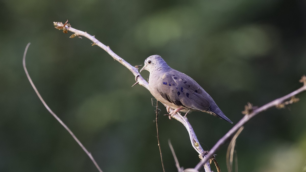 Common Ground Dove - ML620821062