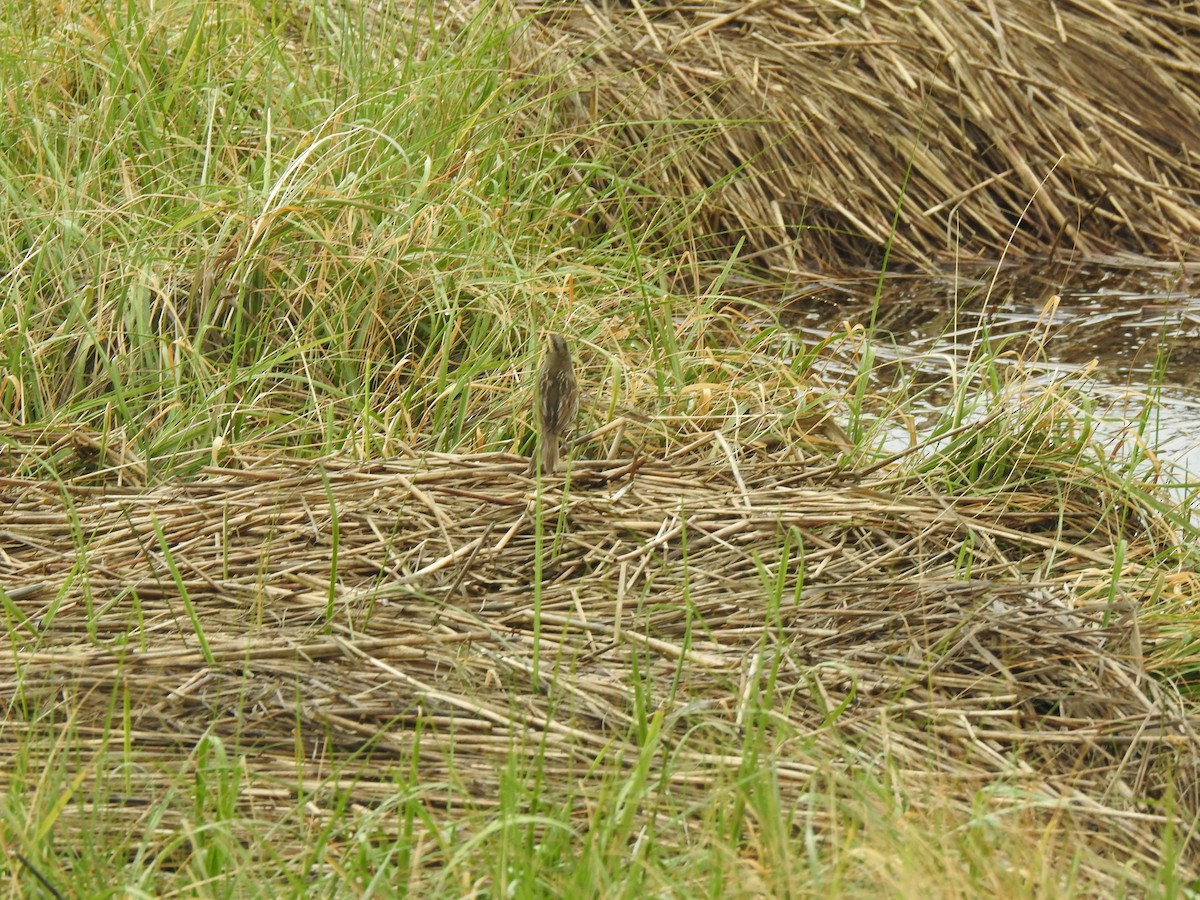 Saltmarsh Sparrow - ML620821064