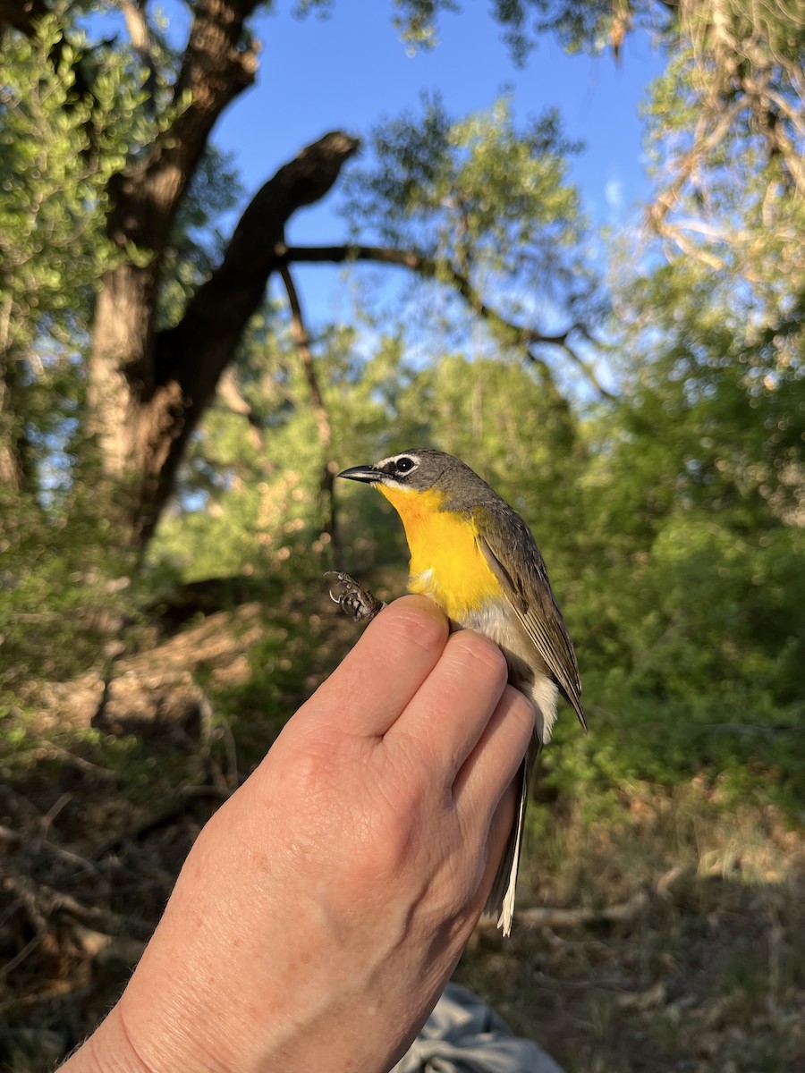 Yellow-breasted Chat - ML620821067