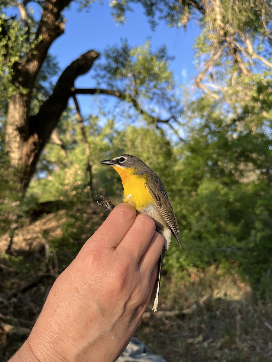 Yellow-breasted Chat - ML620821068