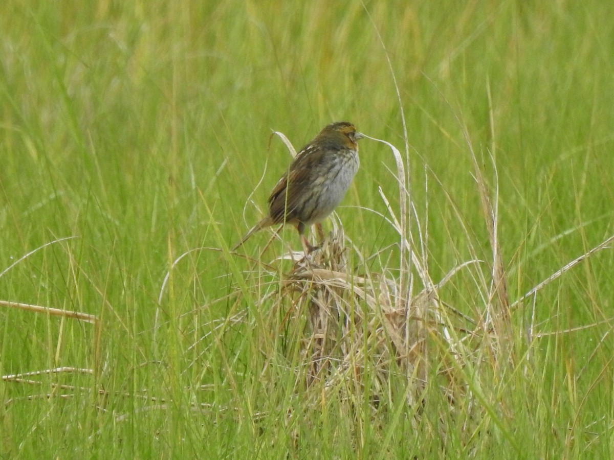 Saltmarsh Sparrow - ML620821071