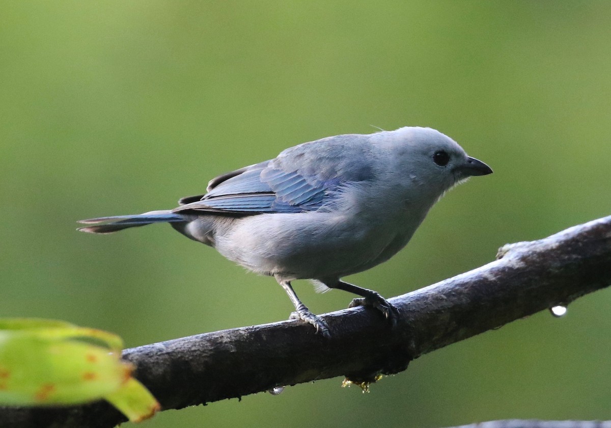 Blue-gray Tanager (Blue-gray) - ML620821072