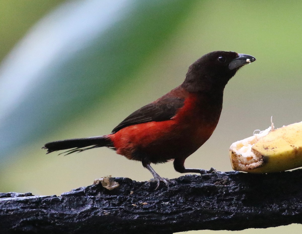 Crimson-backed Tanager - ML620821077