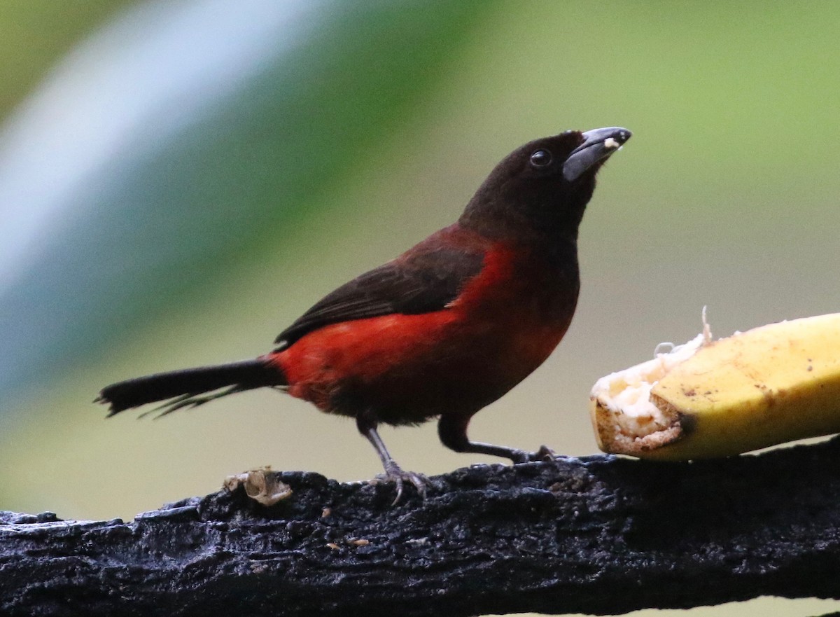 Crimson-backed Tanager - ML620821080