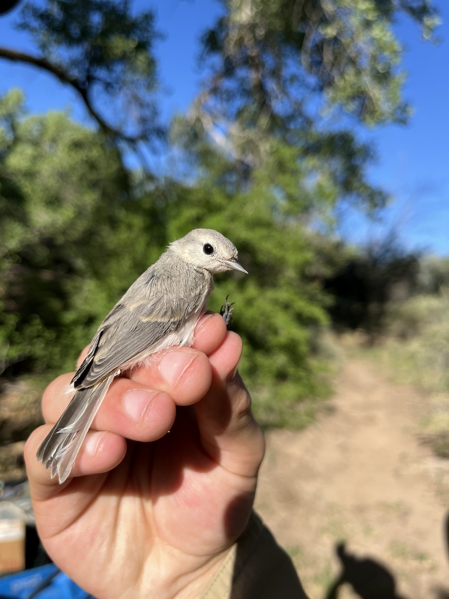 Lucy's Warbler - ML620821084