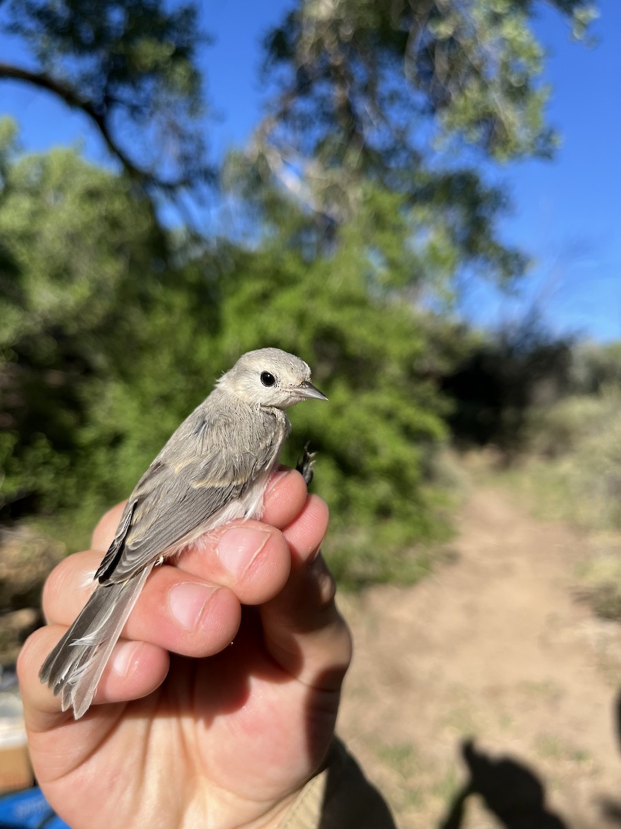 Lucy's Warbler - ML620821085