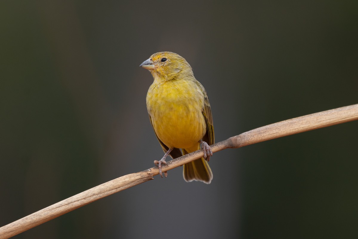 Saffron Finch - ML620821087