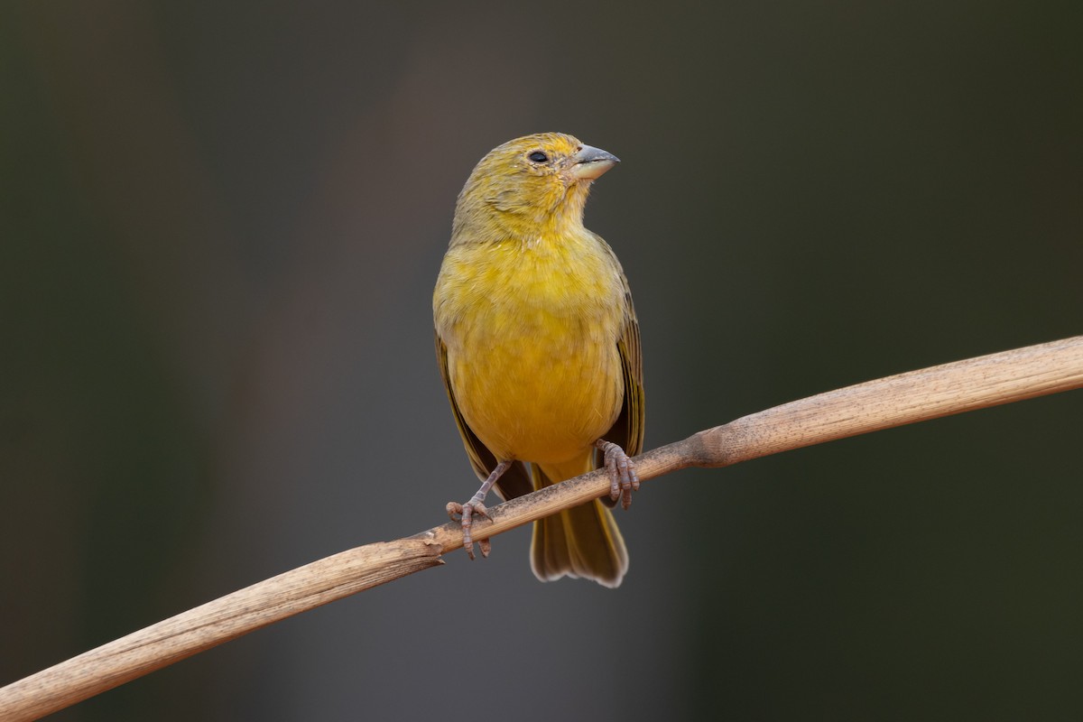 Saffron Finch - ML620821088