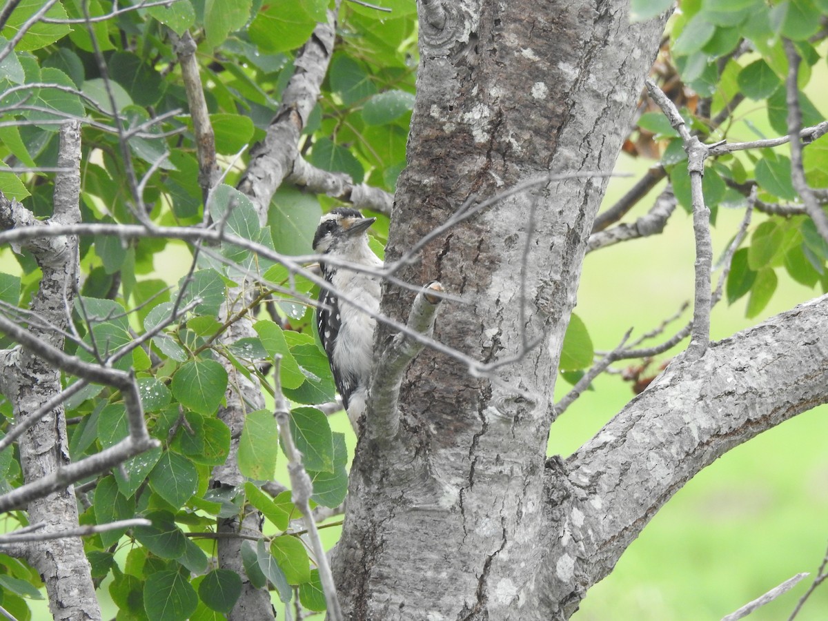 Hairy Woodpecker - ML620821089