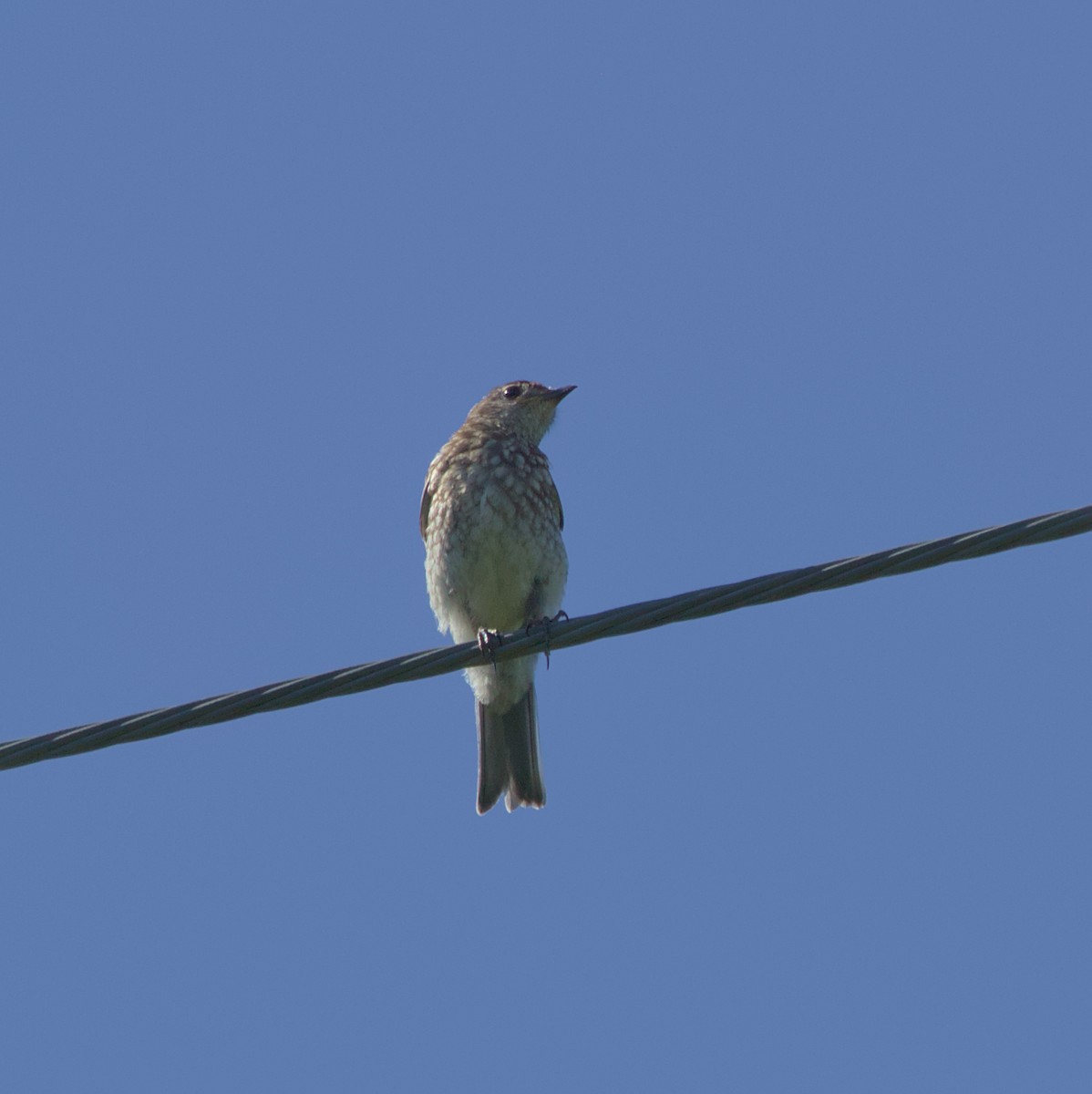 Eastern Bluebird - ML620821094