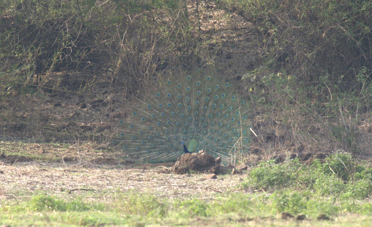 Indian Peafowl - ML620821095