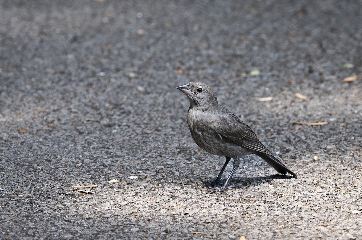 Brown-headed Cowbird - helena rovner