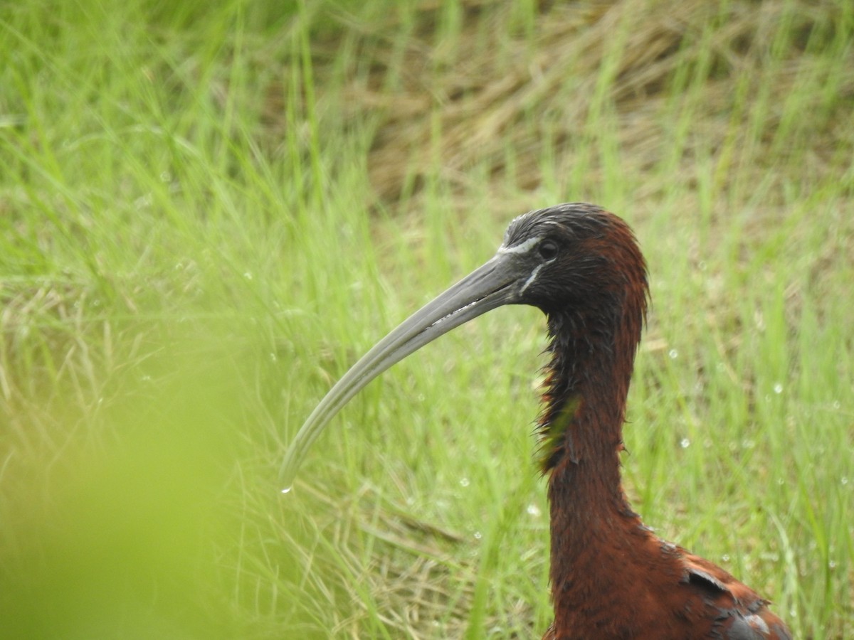 Glossy Ibis - Jacques Bélanger