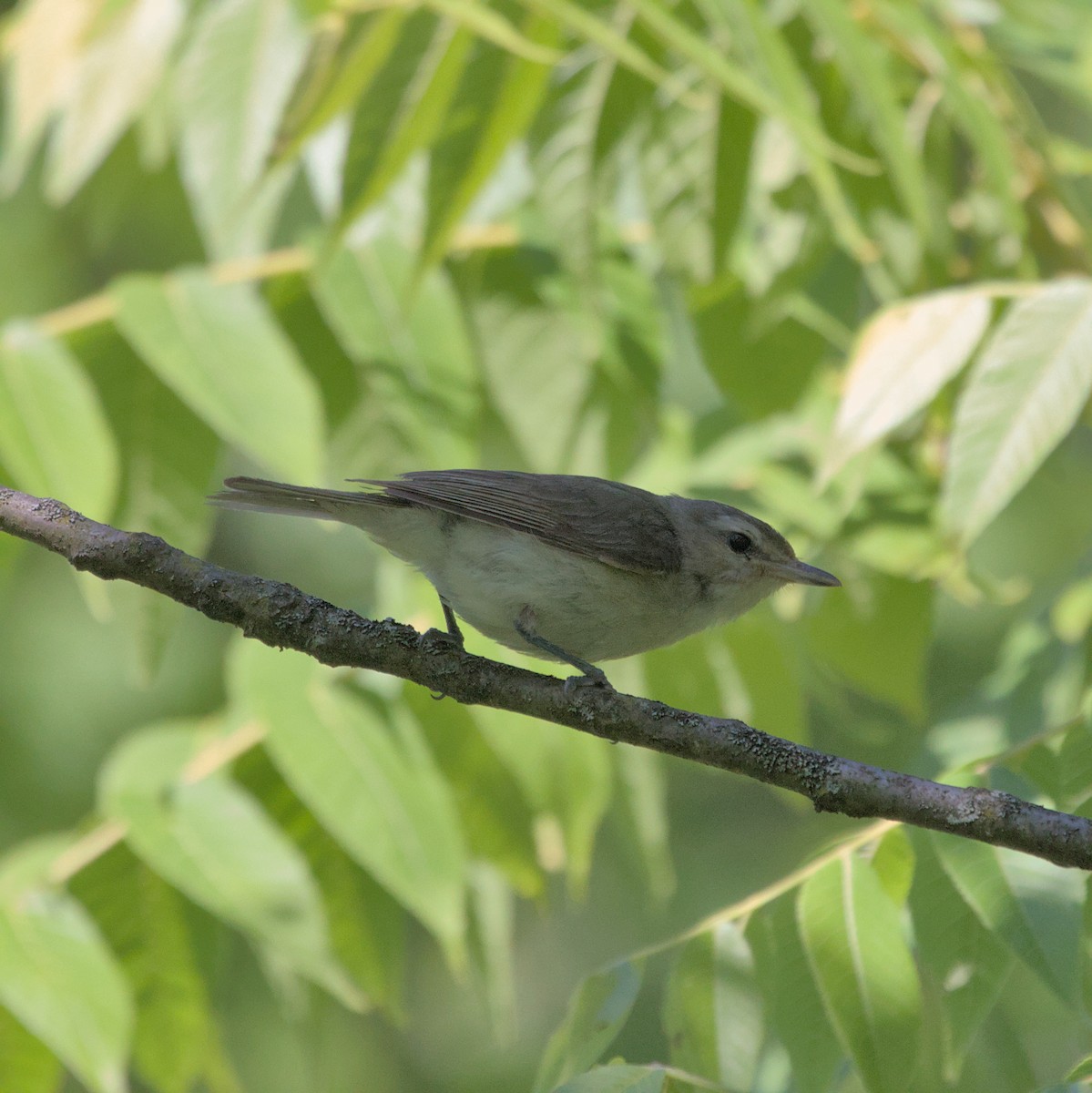 Warbling Vireo - ML620821102