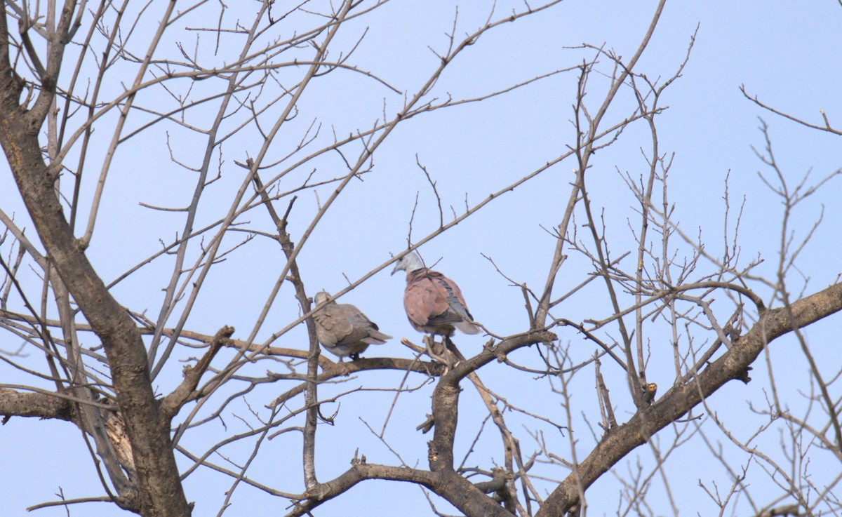 Red Collared-Dove - ML620821103