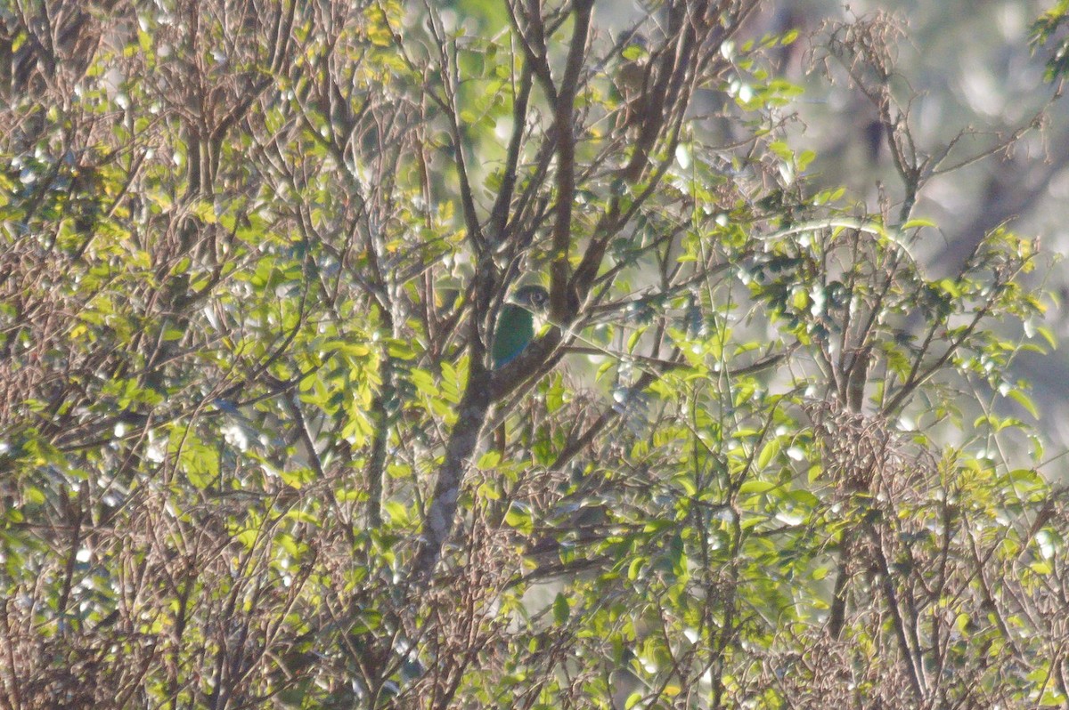 Maroon-bellied Parakeet - ML620821104