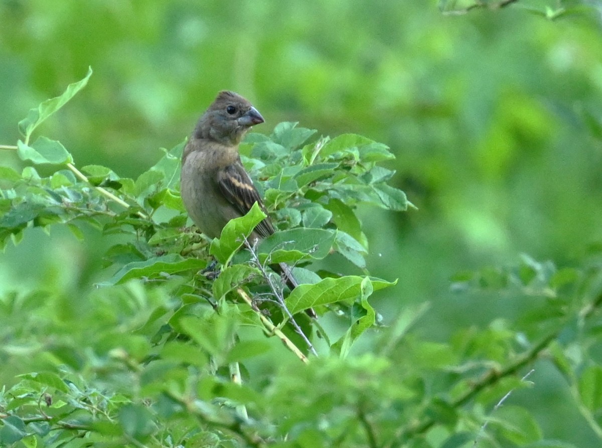 Blue Grosbeak - ML620821105