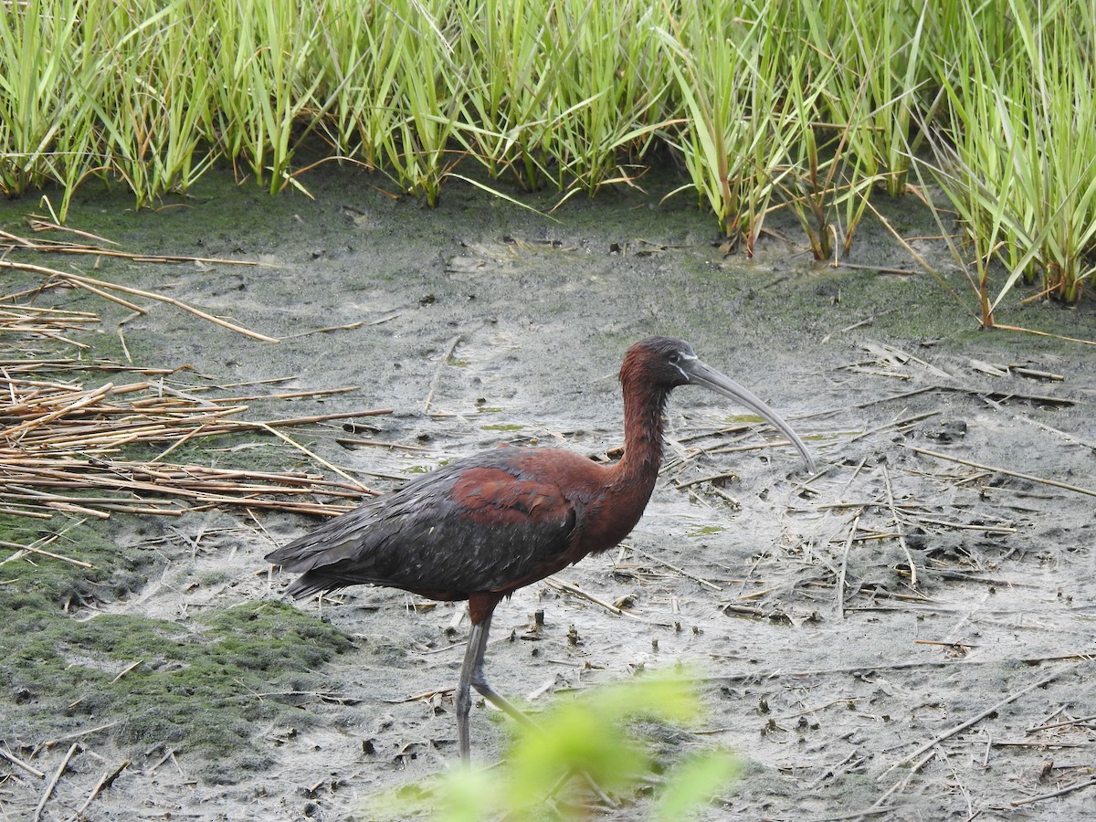 Glossy Ibis - ML620821107