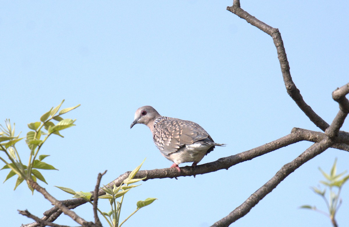 珠頸斑鳩 - ML620821108