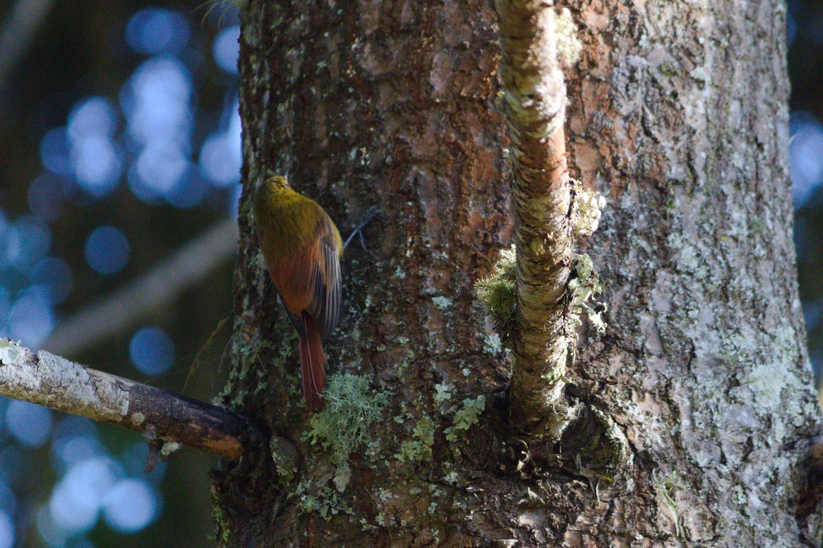 Olivaceous Woodcreeper - ML620821109