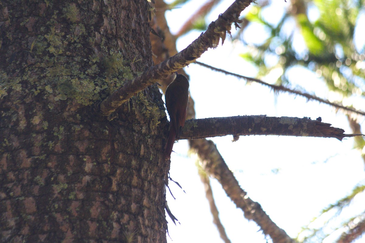 Olivaceous Woodcreeper - ML620821110