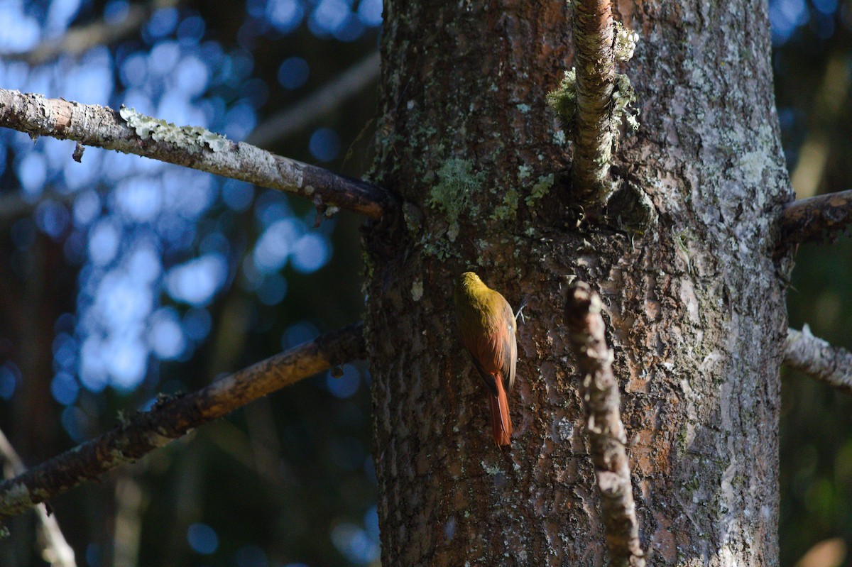 Olivaceous Woodcreeper - ML620821111