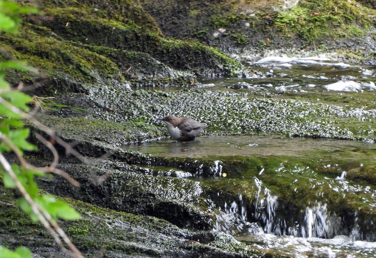 White-throated Dipper - ML620821112