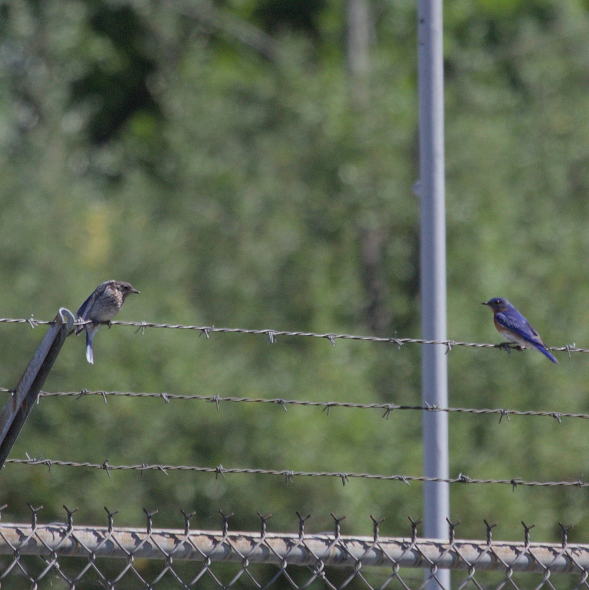 Eastern Bluebird - ML620821113