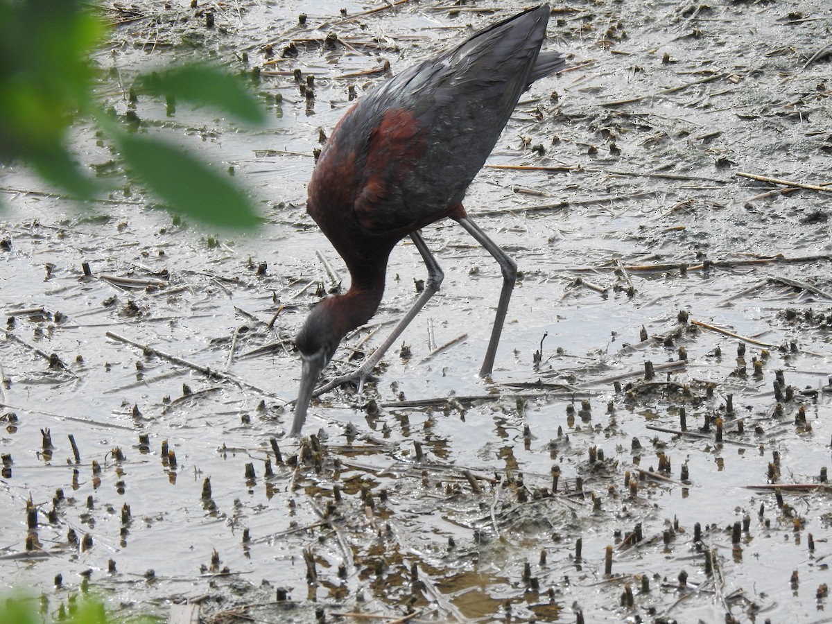 Glossy Ibis - ML620821114