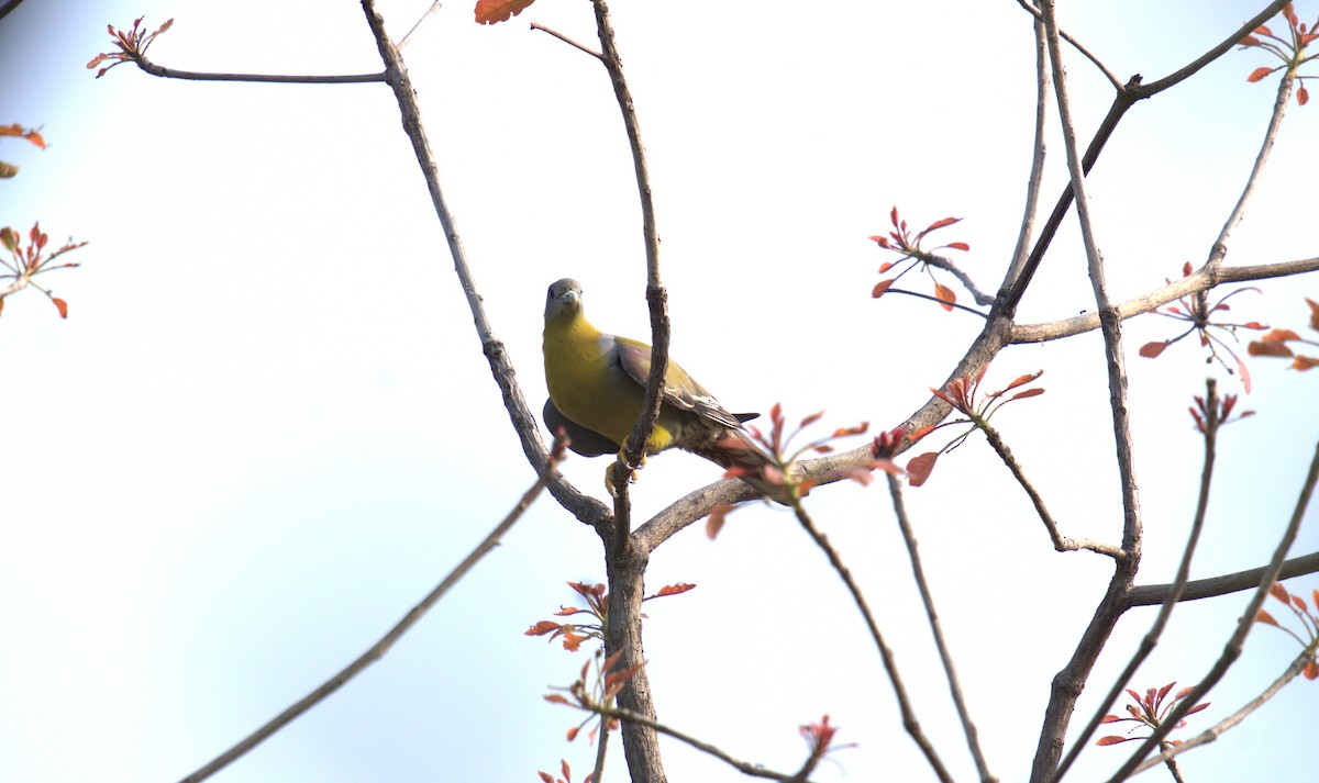 Yellow-footed Green-Pigeon - ML620821115
