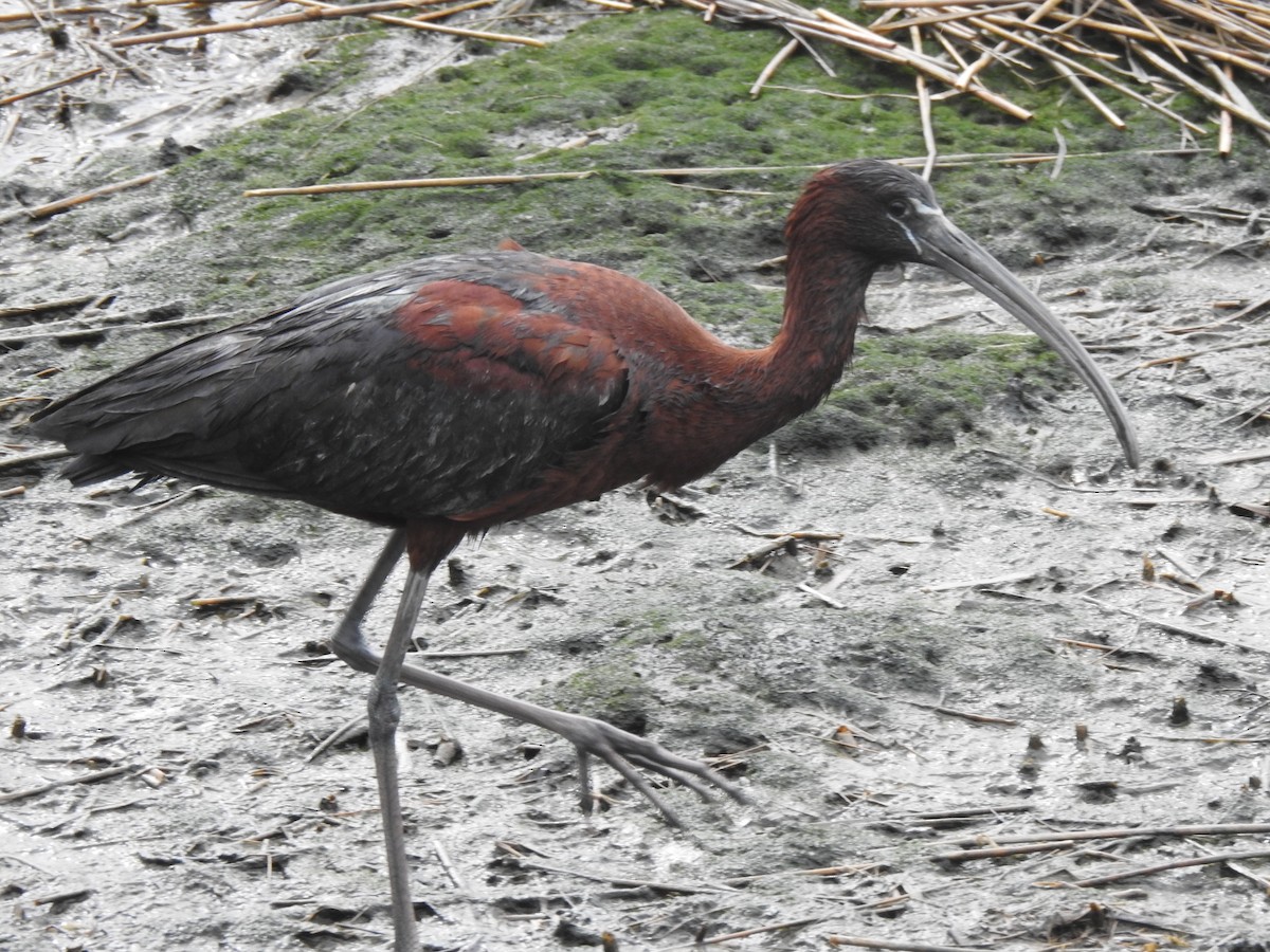 Glossy Ibis - ML620821116