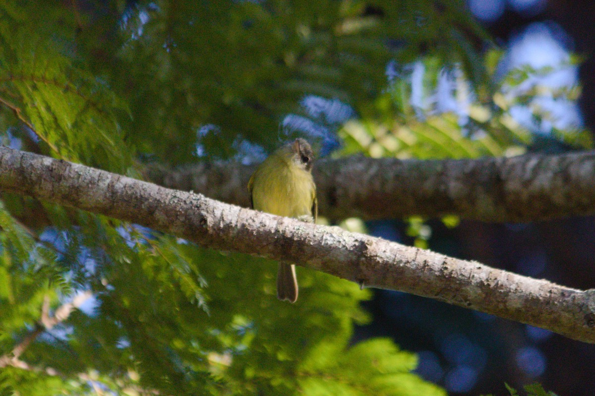 Yellow-olive Flatbill - ML620821117