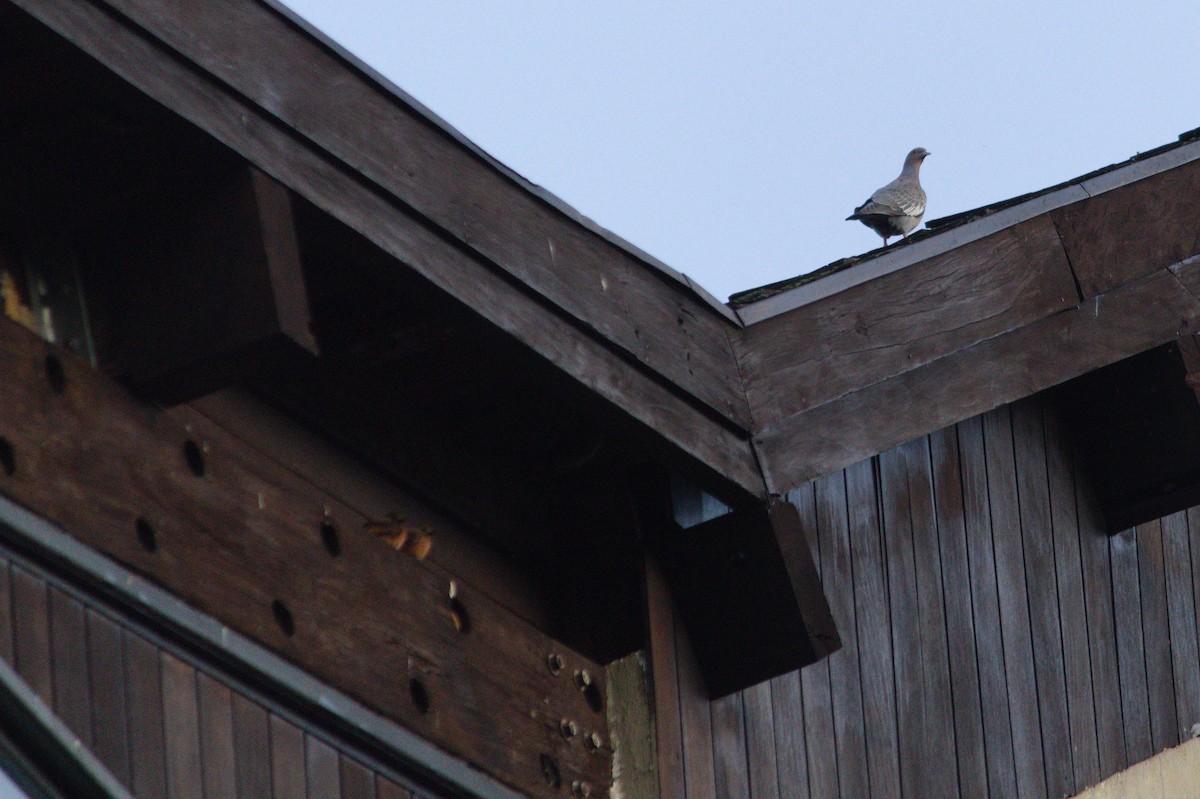 Cliff Flycatcher - ML620821119