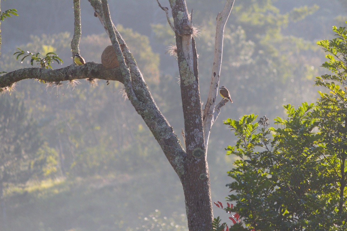 Great Kiskadee - ML620821120