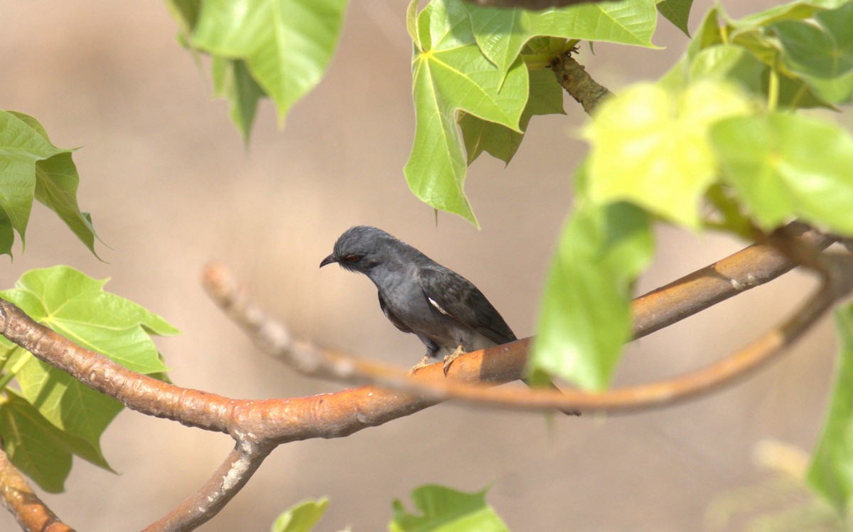 Gray-bellied Cuckoo - ML620821122