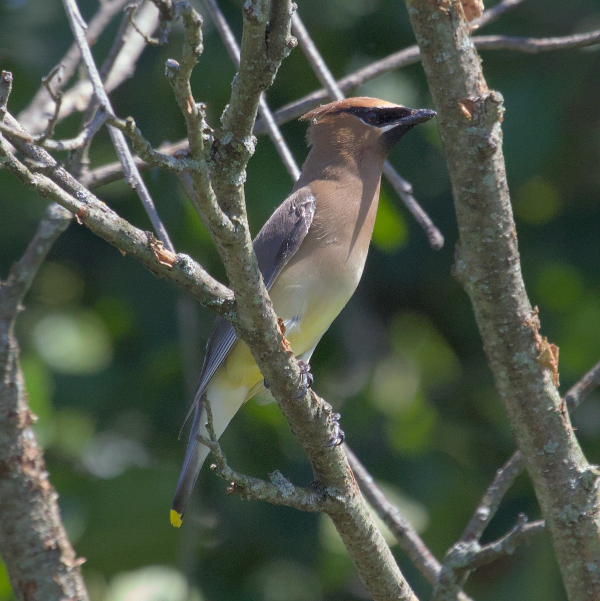 Cedar Waxwing - ML620821124