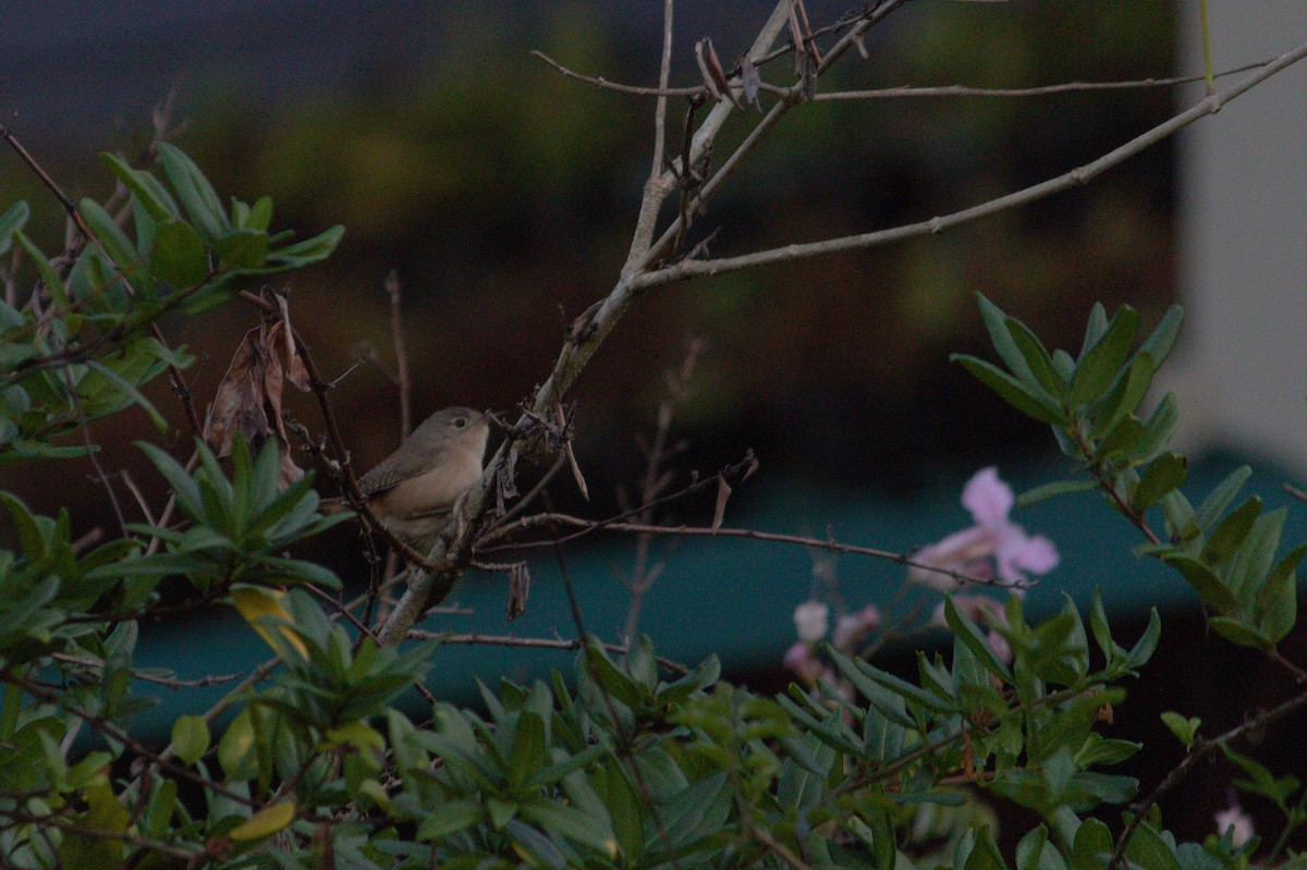 Southern House Wren - ML620821125