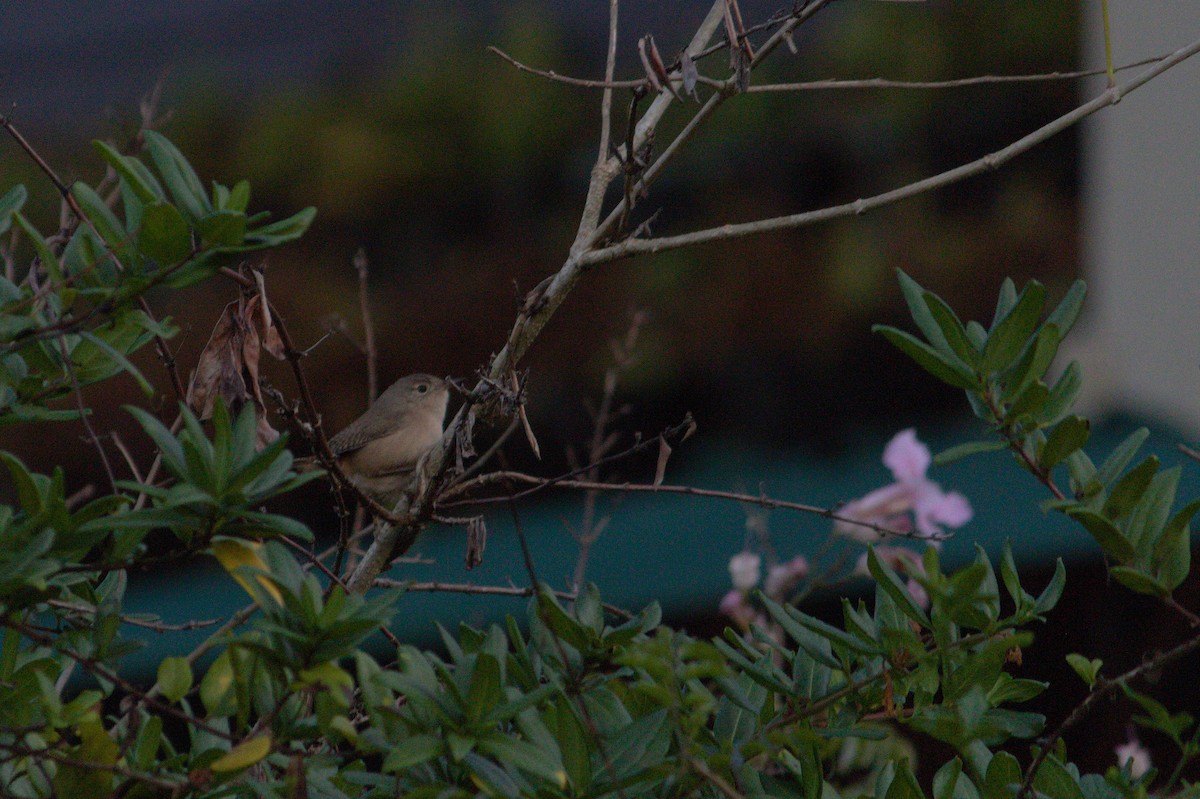 House Wren - ML620821125