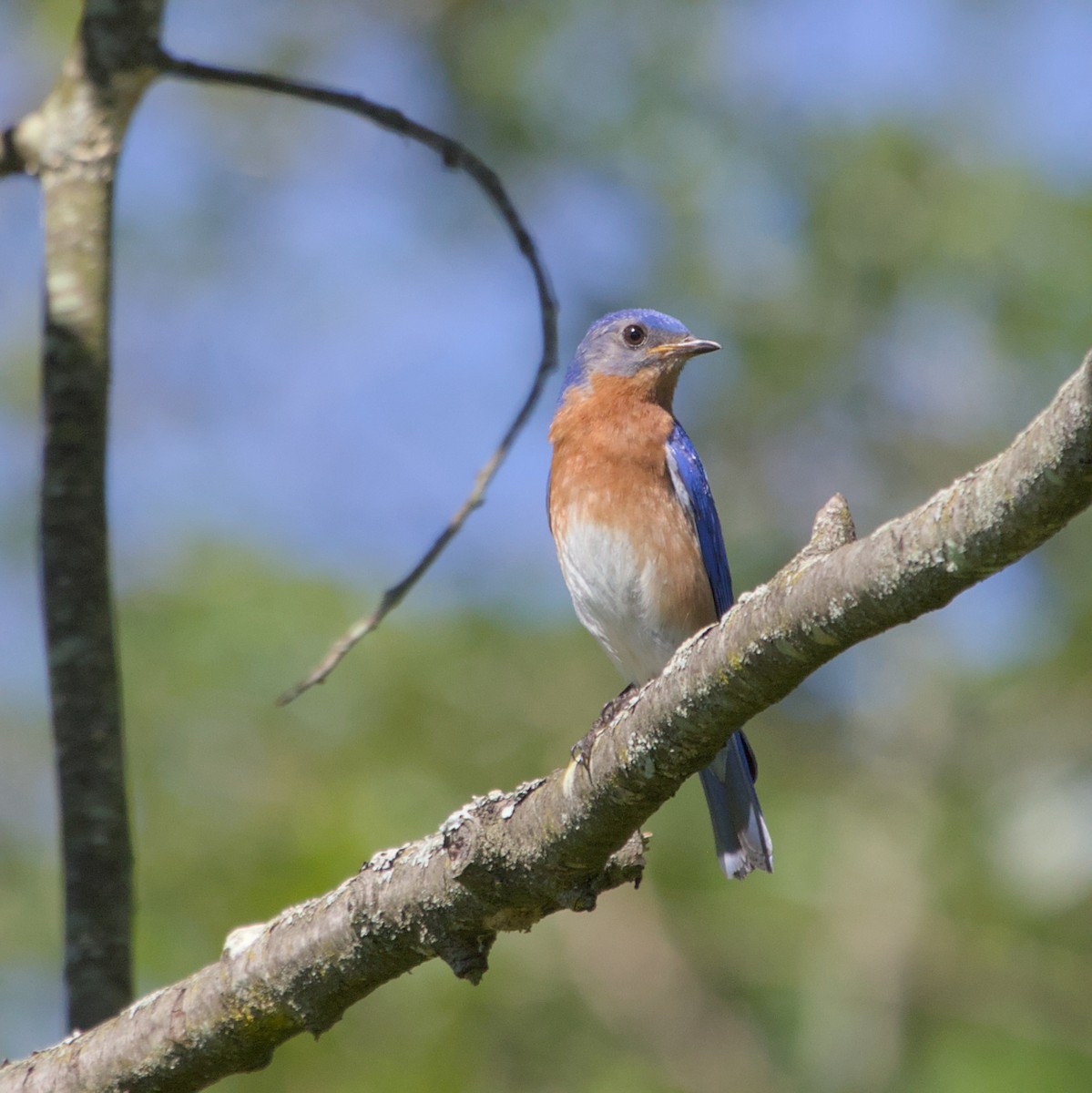 Eastern Bluebird - ML620821127