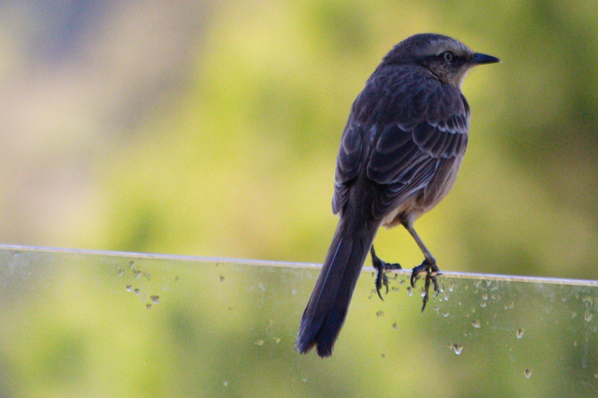 Chalk-browed Mockingbird - ML620821142