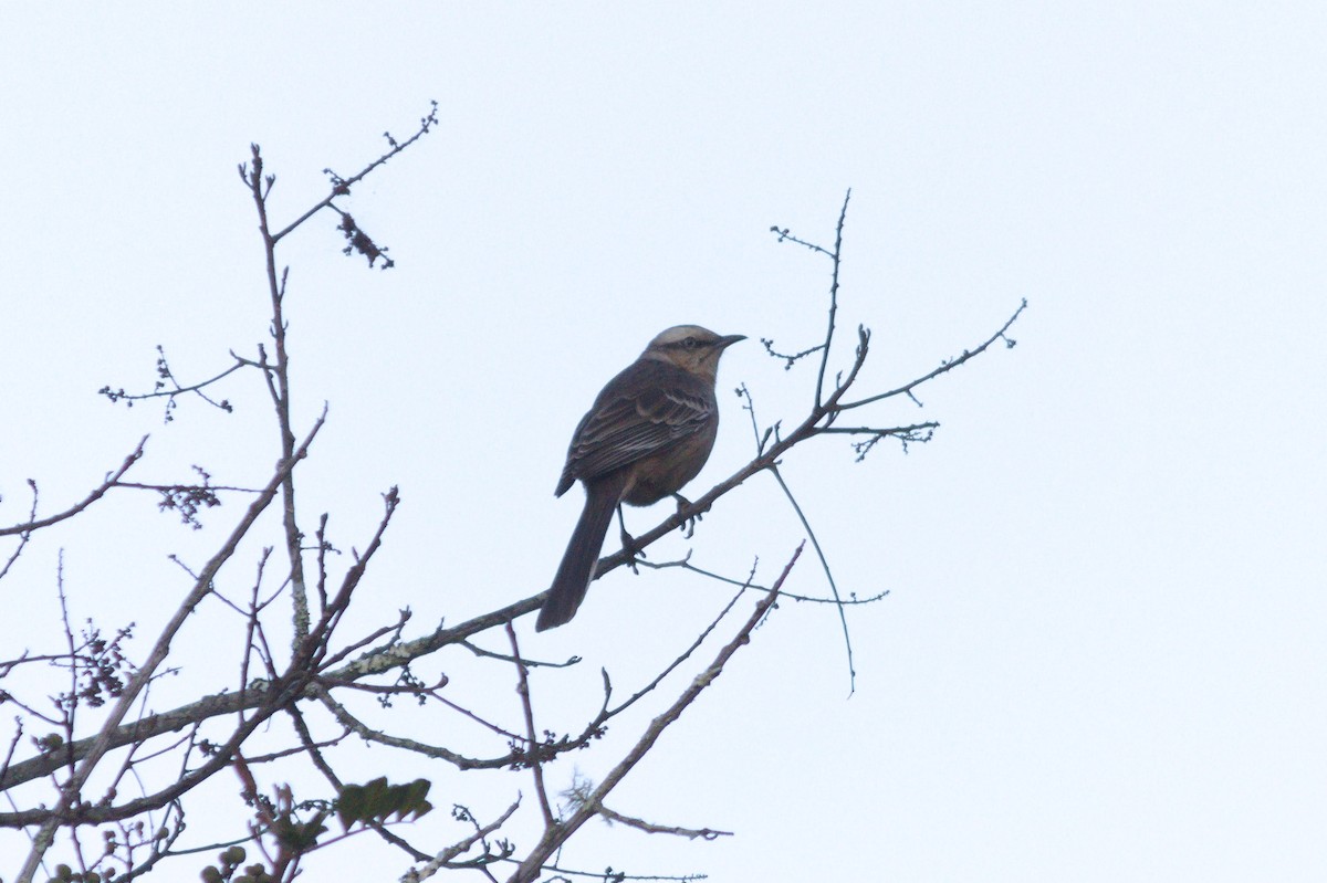 Chalk-browed Mockingbird - Rita Sousa